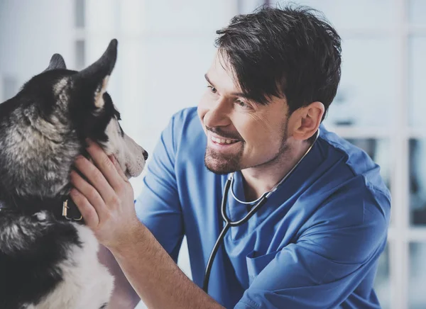 Az állatorvos egy cuki szibériai huskyt vizsgál a kórházban. — Stock Fotó