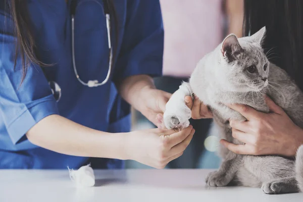 수 의사는 신체 검사 아픈 다리와 고양이 — 스톡 사진