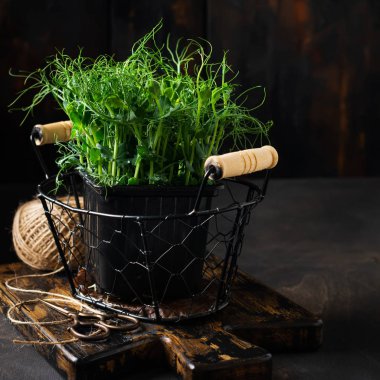 Eski ahşap masada mikroyeşil bezelye filizleri. Eski tarz. Vejetaryen ve sağlıklı beslenme konsepti. Yeşilleniyorlar. Seçici odak.