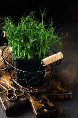 Eski ahşap masada mikroyeşil bezelye filizleri. Eski tarz. Vejetaryen ve sağlıklı beslenme konsepti. Yeşilleniyorlar. Seçici odak.