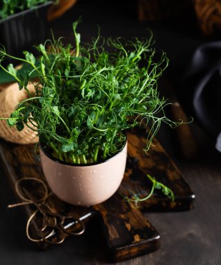 Eski ahşap masada mikroyeşil bezelye filizleri. Eski tarz. Vejetaryen ve sağlıklı beslenme konsepti. Yeşilleniyorlar. Seçici odak.