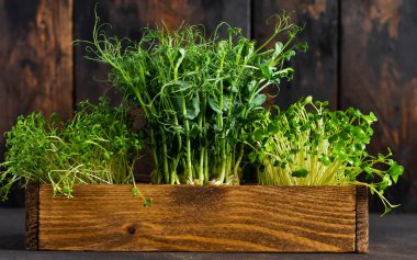 Microgreen pea sprouts on old wooden table. Vintage style. Vegan and healthy eating concept.  Growing sprouts. Selective focus. clipart