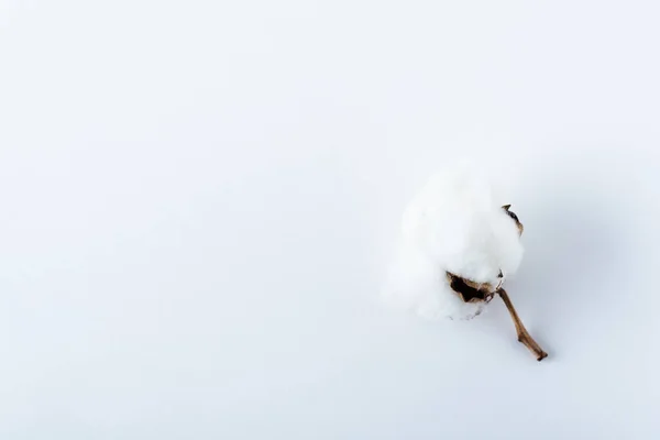 Flor Algodón Sobre Fondo Blanco Aislado Enfoque Selectivo — Foto de Stock