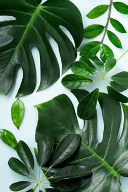 Mavi arka planda tropikal palmiye yaprağı çerçevesi ve kopyalama alanı. Düz yatıyordu. Üst Manzara. Yaz ya da bahar doğa konsepti. 