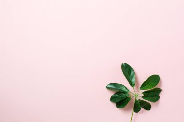 Pembe arka planda tropik palmiye yaprağı çerçevesi ve fotokopi alanı. Düz yatıyordu. Üst Manzara. Yaz ya da bahar doğa konsepti. 