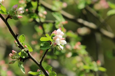 Elma çiçekler