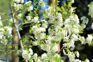 Çiçek kiraz ağacı