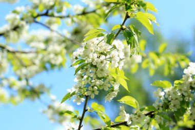 Çiçek kiraz ağacı