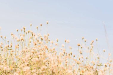 yumuşak sıcak ışıkçayır çiçekleri. Vintage sonbahar manzara bulanıklığı