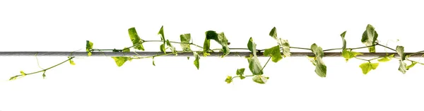 asma bitkileri beyaz arka plan üzerinde izole