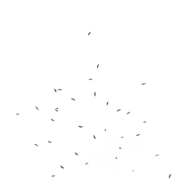 Bird silhouette flying on white background — 스톡 사진