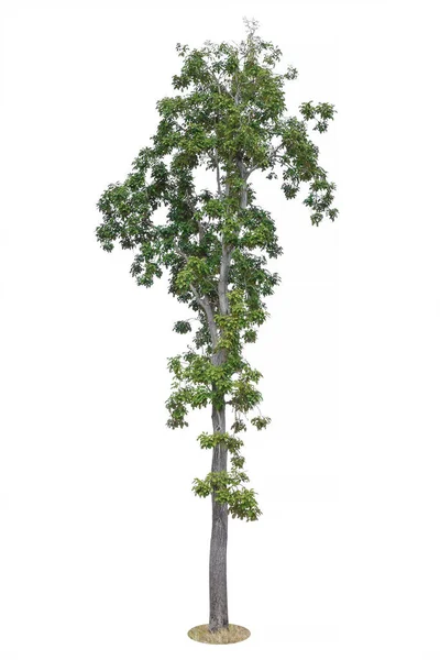 Beyaz Arkaplanda Izole Edilmiş Ağaç Tasarım Için Nesne Unsuru Kesme — Stok fotoğraf