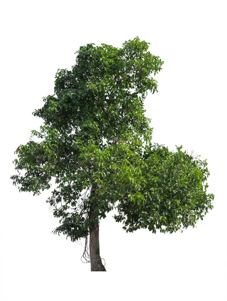 Δέντρο Απομονωμένο Λευκό Φόντο Αντικείμενο Στοιχείο Για Σχεδιασμό Διαδρομή Αποκοπής — Φωτογραφία Αρχείου