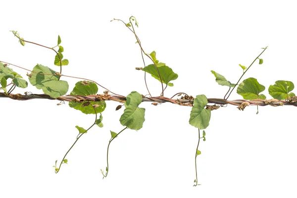 Tumbuhan Ivy Baris Pada Tiang Pada Latar Belakang Putih Tapak — Stok Foto