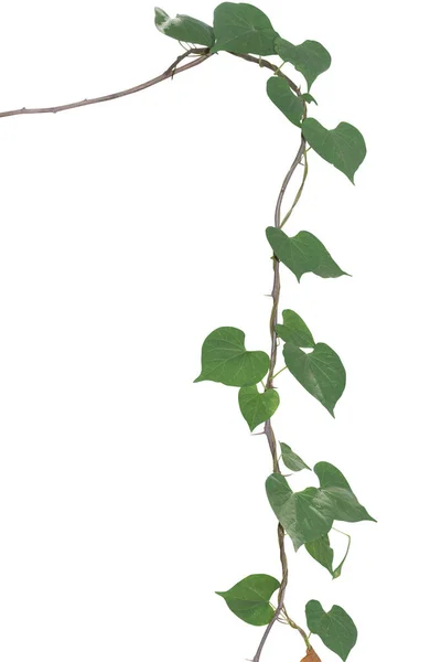 Plantas Vid Aisladas Sobre Fondo Blanco Camino Recorte — Foto de Stock