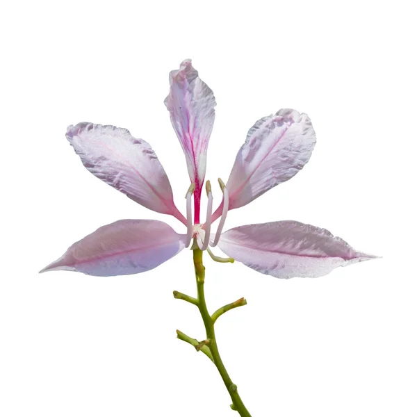Bunga Merah Muda Terisolasi Pada Latar Belakang Putih Potong Tapak — Stok Foto