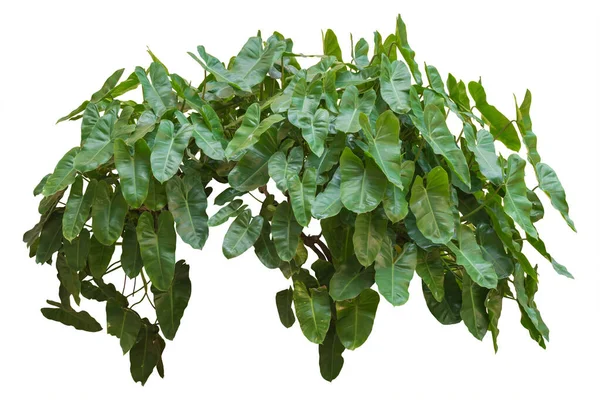 Zelené Listy Rostlina Vine Izolované Bílém Pozadí Cesta Oříznutí — Stock fotografie