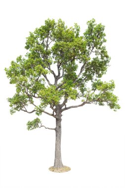 Beyaz arkaplanda izole edilmiş ağaç, tasarım için nesne unsuru. Kesme yolu