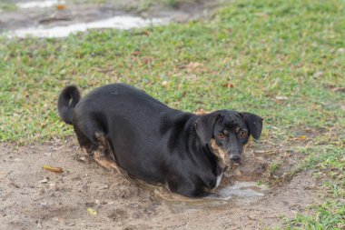 Köpek çamurda oynuyor.