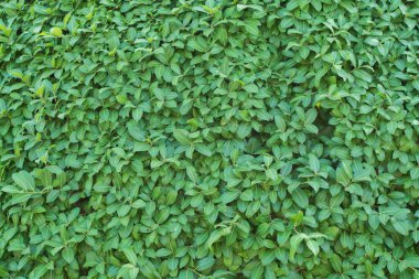 arkaplanda ağaç bırakName