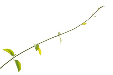  Asma yaprakları, beyaz arkaplanda yalıtılmış sarmaşık bitkisi, kırpma yolu