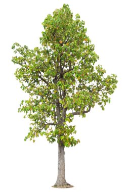 Beyaz arkaplanda izole edilmiş ağaç, tasarım için nesne unsuru. Kesme yolu