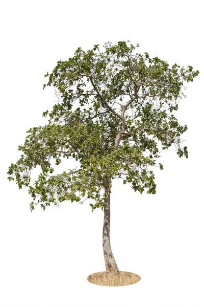 Árvore Isolado Fundo Branco Elemento Objeto Para Design Caminho Recorte — Fotografia de Stock