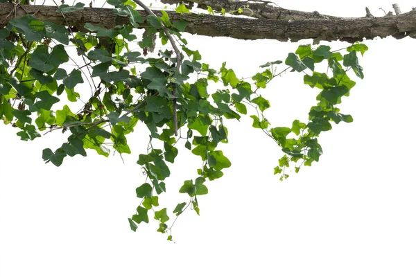 Rośliny Winorośli Izolowane Białym Tle Ścieżka Wycinania — Zdjęcie stockowe