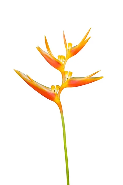 Bird Paradise Flower Απομονωμένο Λευκό Φόντο Μονοπάτι Κοπής — Φωτογραφία Αρχείου