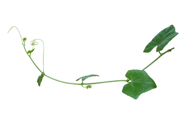 Vine Plants Isolated White Background Clipping Path — Stock Photo, Image