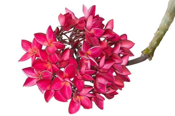 Bunga Tropis Plumeria Merah Terisolasi Pada Warna Putih Potong Tapak — Stok Foto
