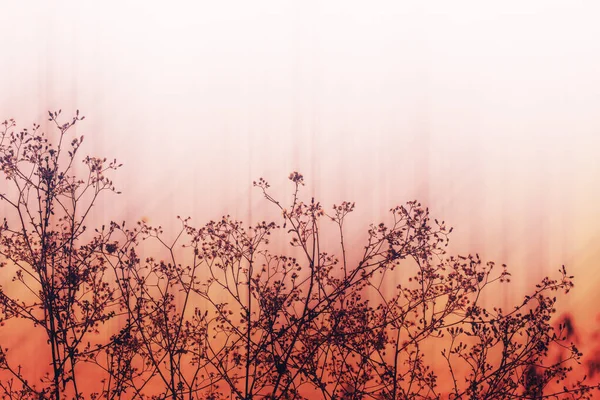 Rét Virágok Gyönyörű Friss Reggel Lágy Meleg Fényben Szüreti Őszi — Stock Fotó
