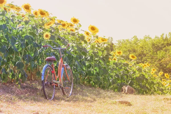 Bicicletta Girasole Paesaggio Giardino — Foto Stock