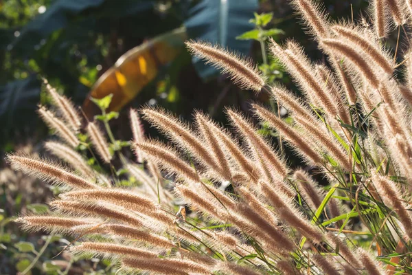 Fleurs Prairie Belles Fraîches Dans Une Lumière Douce Chaude Paysage — Photo