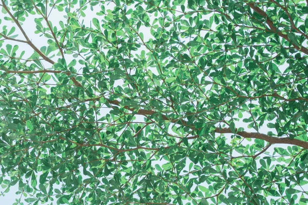 Greenery Leaf Background Texture — Stock Photo, Image