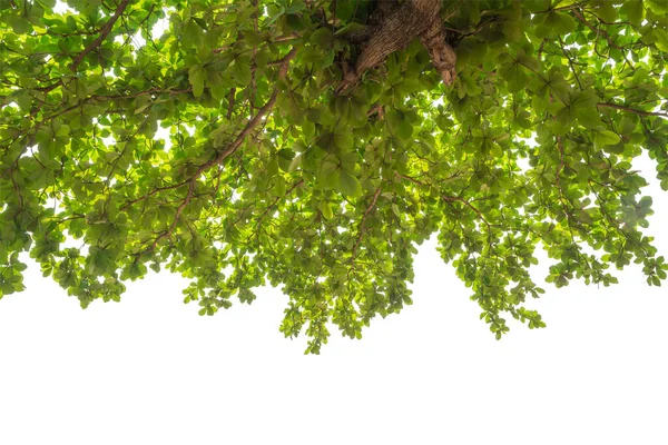 Greenery Leaf Background Texture — Stock Photo, Image