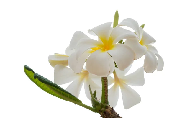 Plumeria Flores Tropicales Aisladas Blanco Ruta Recorte — Foto de Stock