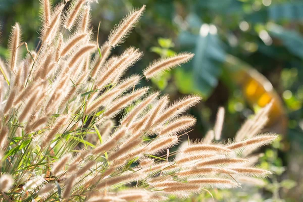 牧草地の花 柔らかい暖かい光の中で美しい新鮮な ヴィンテージ秋の風景ぼやけた自然背景 — ストック写真