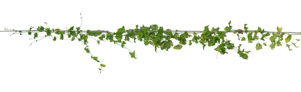 Pflanzen Efeu Wilde Kletterrebe Auf Elektrischem Draht Auf Weißem Hintergrund — Stockfoto