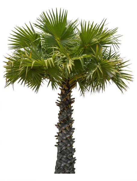 Stromový Cukr Palma Izolované Bílém Pozadí — Stock fotografie