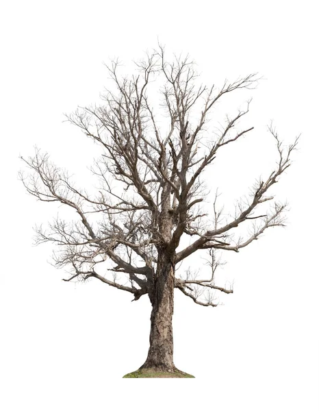 Сухе Дерево Ізольоване Білому Тлі — стокове фото