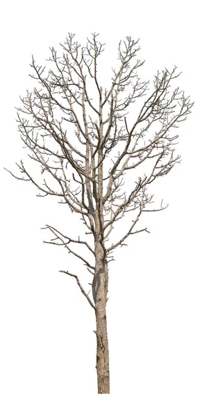 Ξηρό Δέντρο Απομονωμένο Λευκό Φόντο — Φωτογραφία Αρχείου
