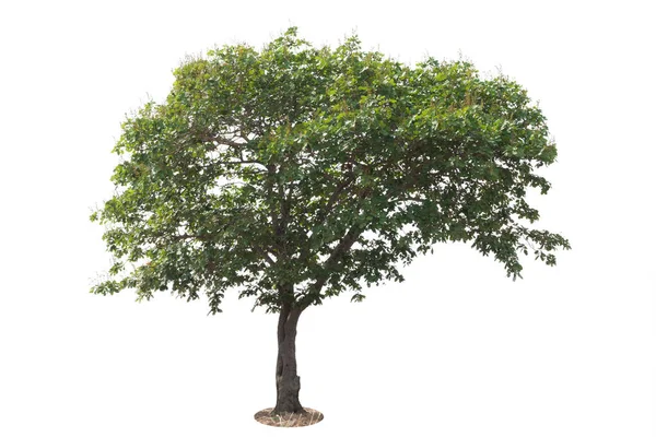 Strom Izolovaný Bílém Pozadí Prvek Objektu Pro Návrh Cesta Oříznutí — Stock fotografie
