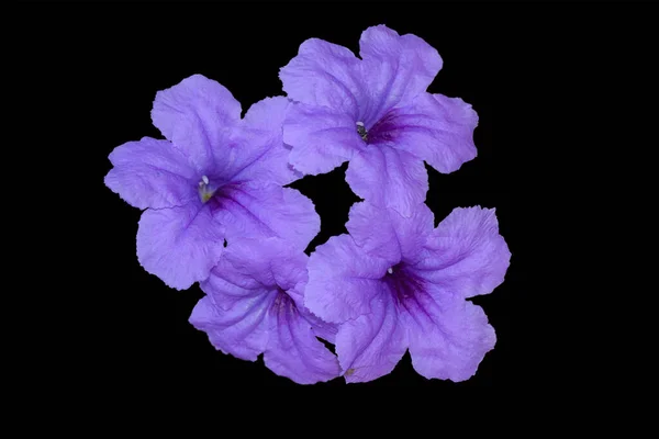 Flor Violeta Púrpura Aislada Sobre Fondo Negro Camino Recorte — Foto de Stock