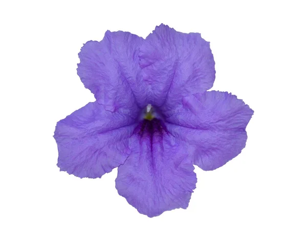 Violet Purple Flower Isolated White Background Clipping Path — Stock Photo, Image