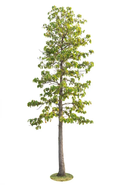 Baum Isoliert Auf Weißem Hintergrund Objekt Element Für Die Gestaltung — Stockfoto