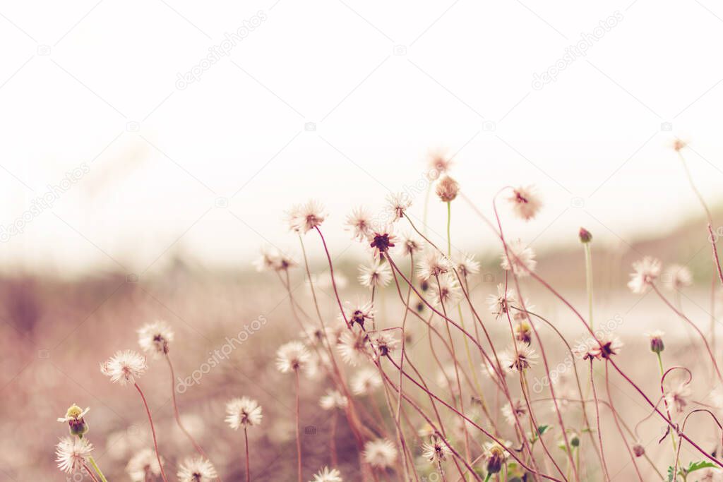 Meadow flowers, beautiful fresh in soft warm light. Vintage autumn landscape blurry natural background.