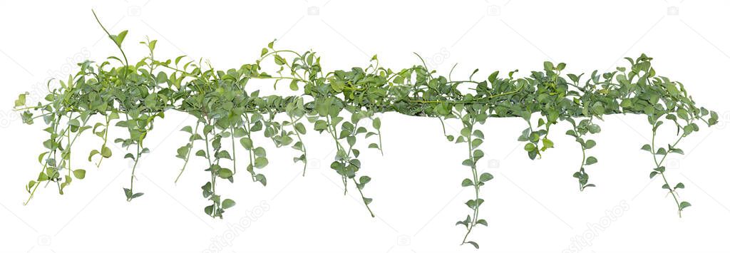 Vine leaves, ivy plant isolated on white background, clipping path