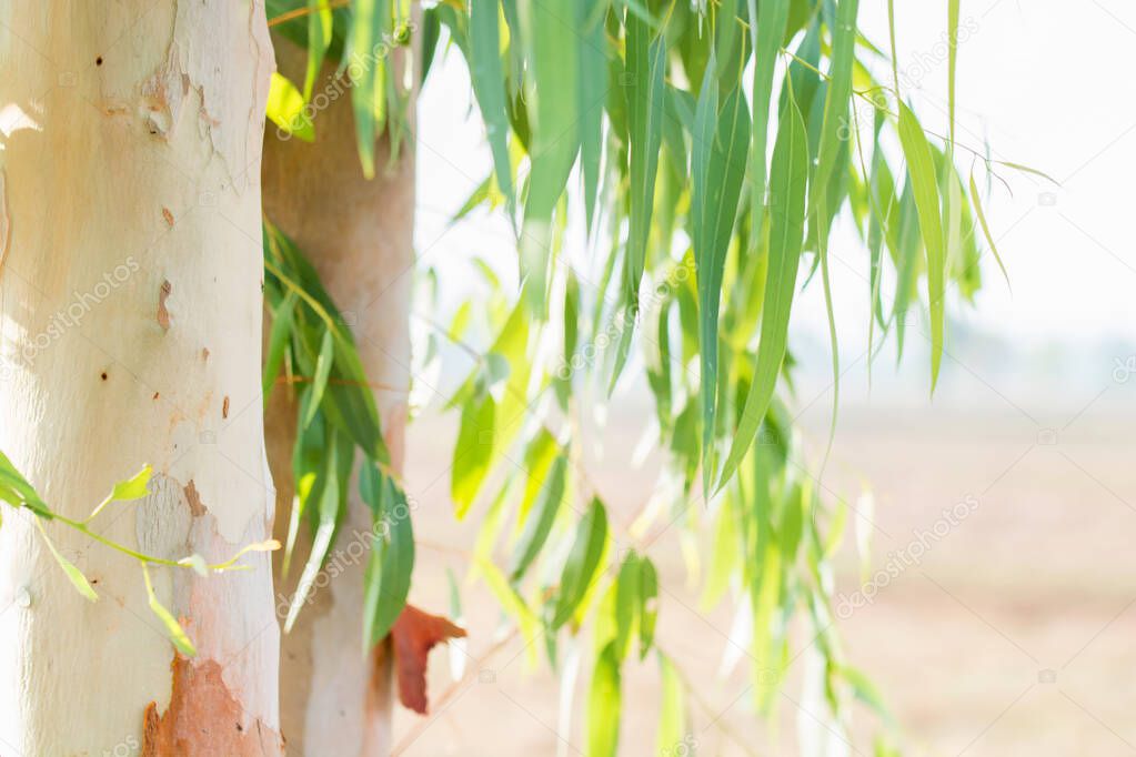 Eucalyptus leaves and trunk tree eucalyptus background