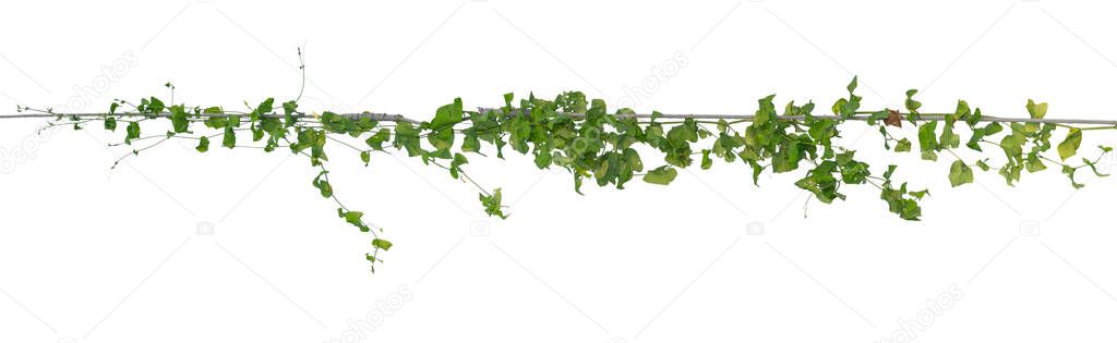 Plants ivy,  Wild climbing vine on electric wire on white background, clipping path.